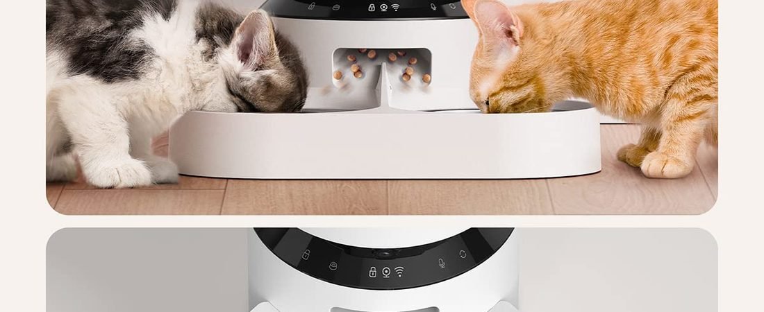 Best Cat Feeder for Two Cats: What to Look For