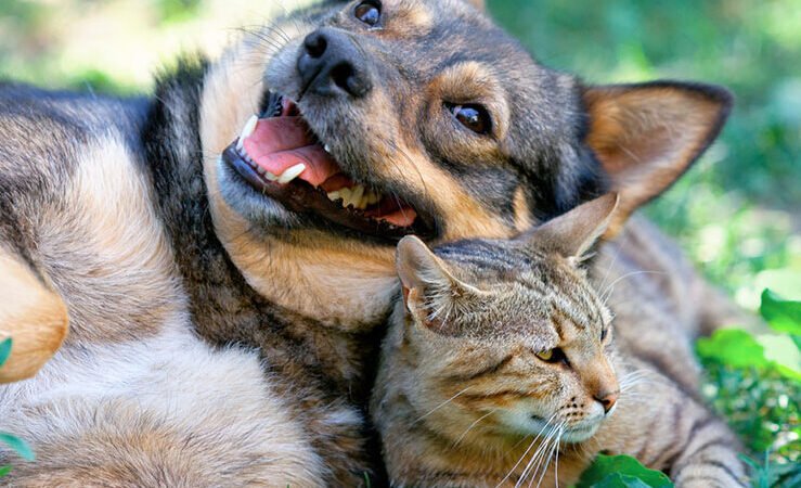 How Much Should You Feed a Cat or Dog? A Simple Guide by Weight and Age