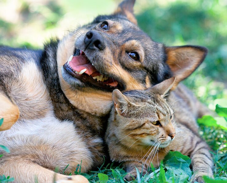 How Much Should You Feed a Cat or Dog? A Simple Guide by Weight and Age
