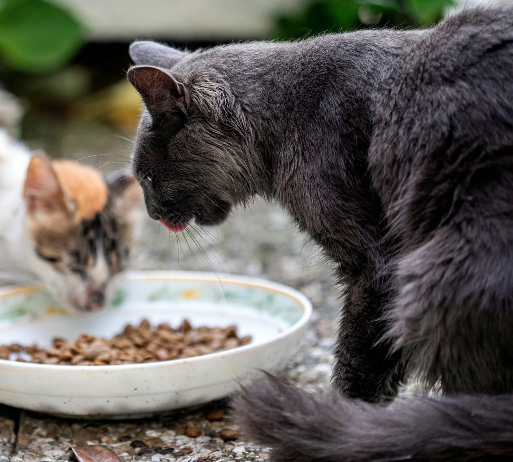 Automatic Cat Feeder vs. Manual Feeding: Which Is Better?