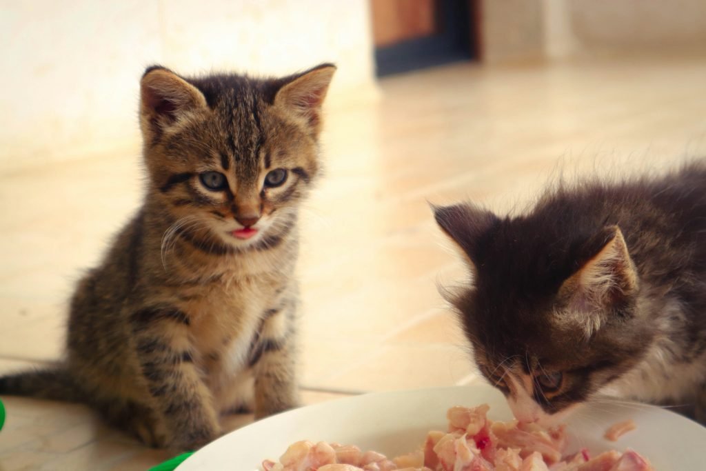 How Many Times Should You Feed Your Cat Per Day?
